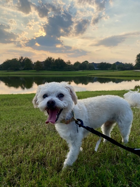 Entry image for Phoebe. Clicking this image will show a larger photo