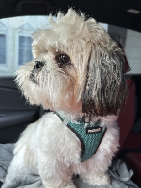 Entry image for Koa. Clicking this image will show a larger photo