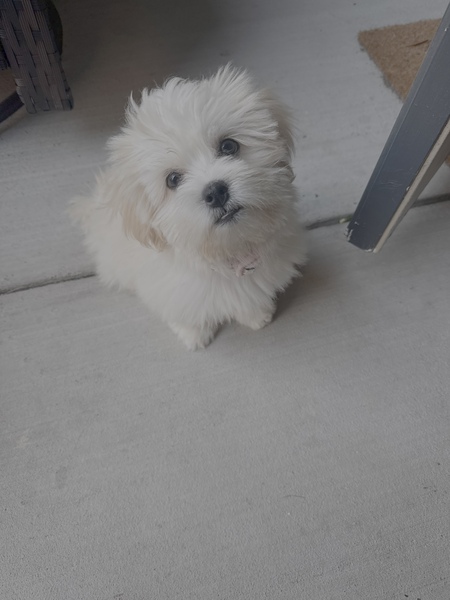 Entry image for Lola. Clicking this image will show a larger photo