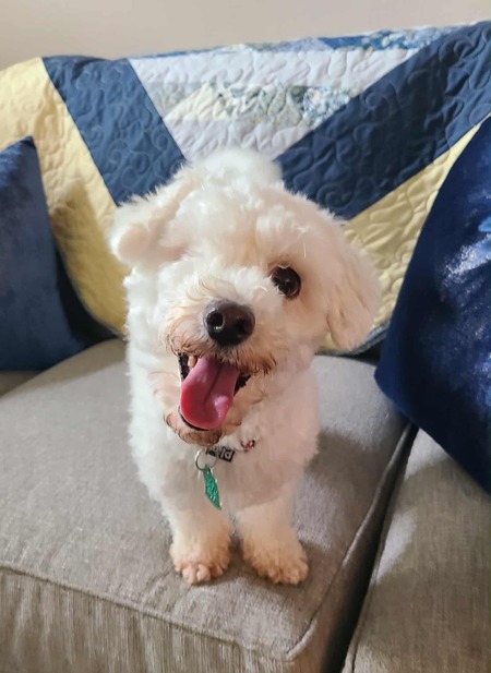 Entry image for Romeo. Clicking this image will show a larger photo