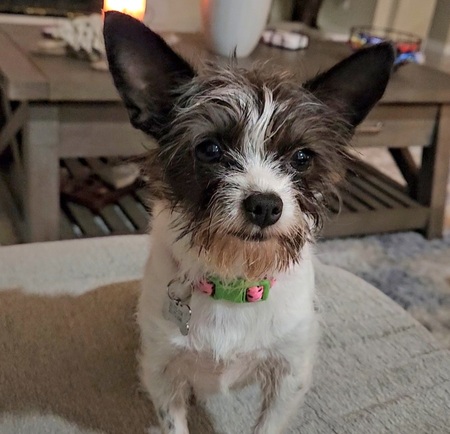 Entry image for SADIE. Clicking this image will show a larger photo