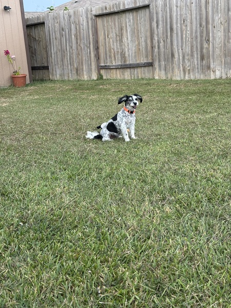 Entry image for Willow Grace. Clicking this image will show a larger photo