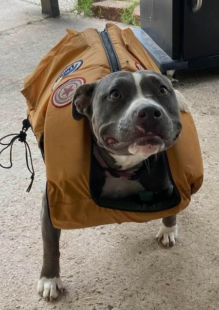 Entry image for Blue Belle. Clicking this image will show a larger photo