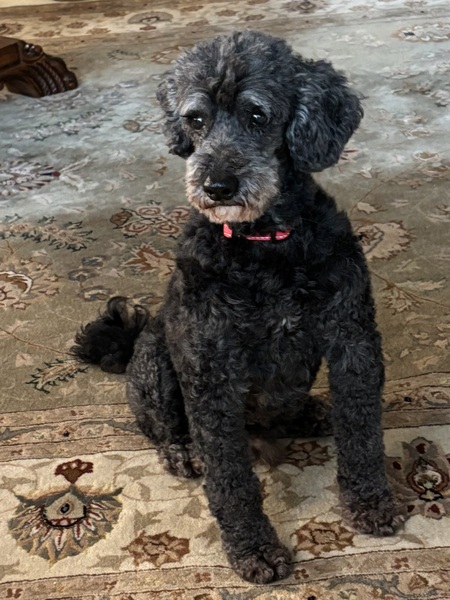 Entry image for Winston. Clicking this image will show a larger photo