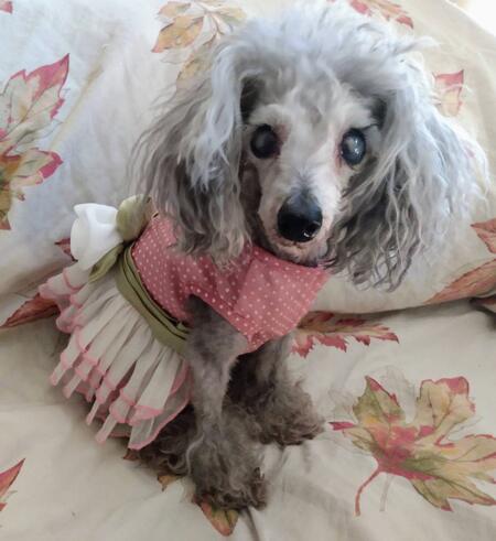 Entry image for Princess Sofia Boo. Clicking this image will show a larger photo