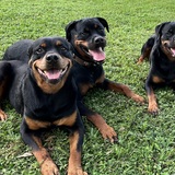 Entry image for Myah, Marlie and Murphy 