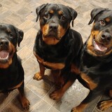 Entry image for (L) Jameson, (C) Onyx, (R) Raider