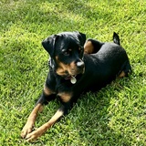 Entry image for Kobe