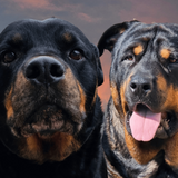 Entry image for Jackson (L ) and Kodi (R) 