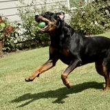 Entry image for Romeo