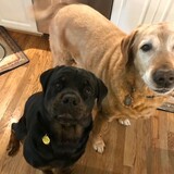 Entry image for Sasha