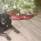 Entry image for Rose and Maverick