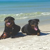 Entry image for Tank & Rebelle Cote’