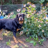 Entry image for Saban