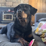 Entry image for Dottie