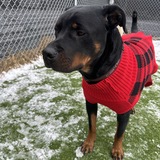 Entry image for Ellie