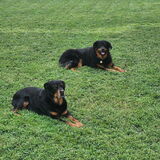 Entry image for Rezz and Baby Nyx