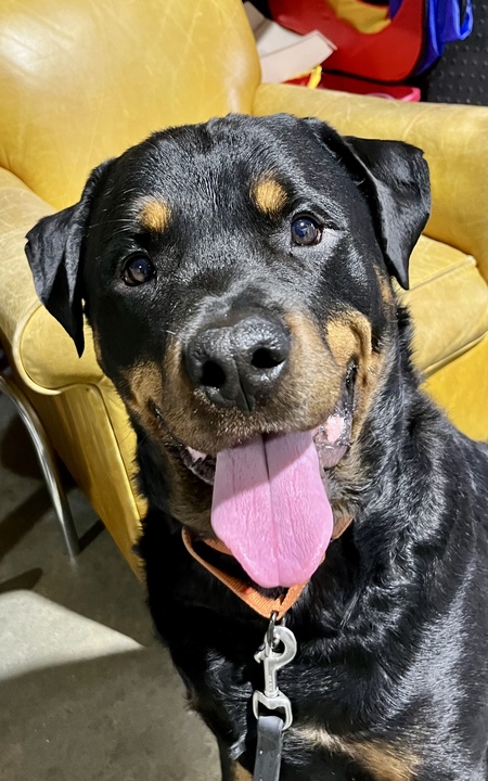 Entry image for Gunner. Clicking this image will show a larger photo