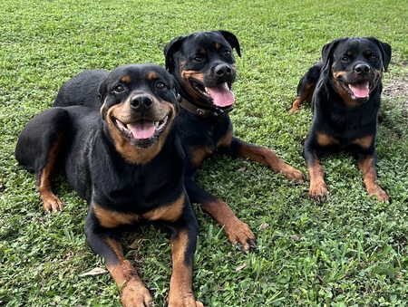 Entry image for Myah, Marlie and Murphy . Clicking this image will show a larger photo