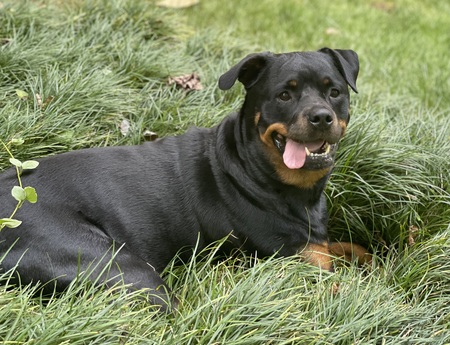 Entry image for Chaka. Clicking this image will show a larger photo
