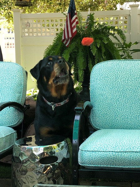 Entry image for Earl. Clicking this image will show a larger photo