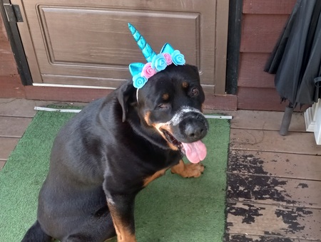 Entry image for Chyna. Clicking this image will show a larger photo