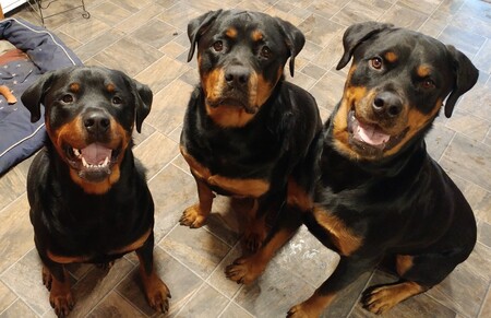 Entry image for (L) Jameson, (C) Onyx, (R) Raider. Clicking this image will show a larger photo