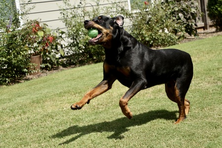 Entry image for Romeo. Clicking this image will show a larger photo