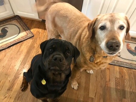 Entry image for Sasha. Clicking this image will show a larger photo