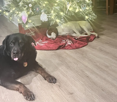 Entry image for Rose and Maverick. Clicking this image will show a larger photo