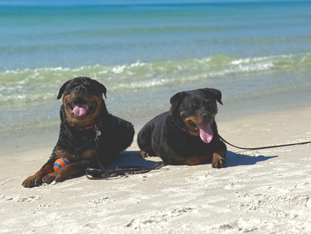 Entry image for Tank & Rebelle Cote’. Clicking this image will show a larger photo