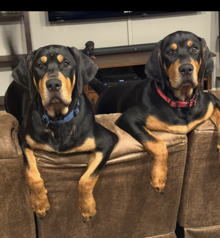 Entry image for Yaz and Remy. Clicking this image will show a larger photo