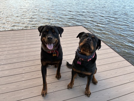 Entry image for Festus & Miley. Clicking this image will show a larger photo