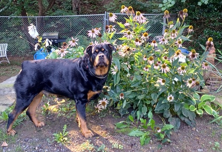 Entry image for Saban. Clicking this image will show a larger photo