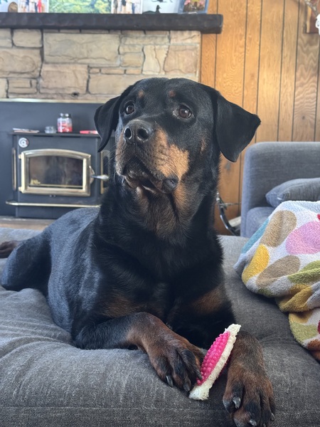 Entry image for Dottie. Clicking this image will show a larger photo