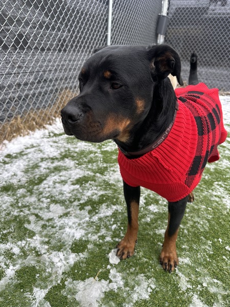 Entry image for Ellie. Clicking this image will show a larger photo