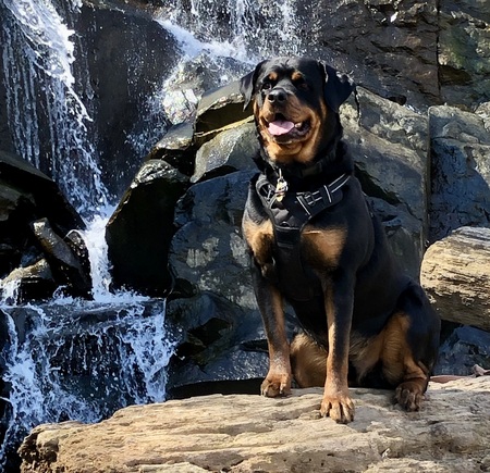 Entry image for Toby. Clicking this image will show a larger photo