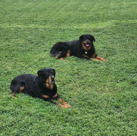 Entry image for Rezz and Baby Nyx. Clicking this image will show a larger photo