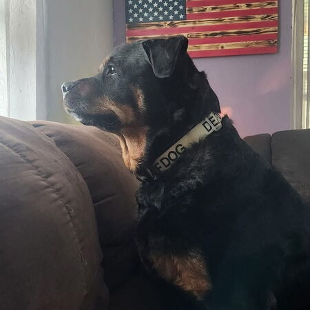 Entry image for Bonnie. Clicking this image will show a larger photo