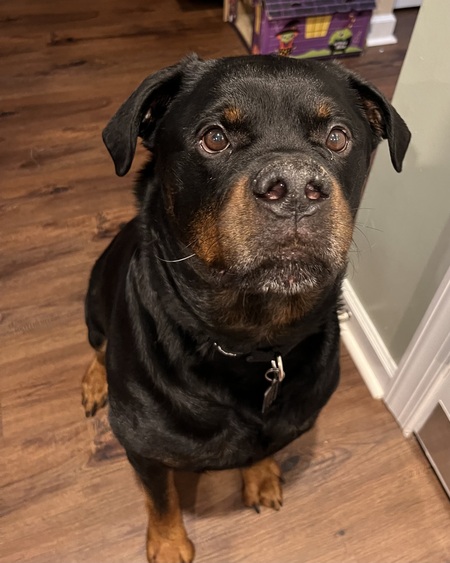 Entry image for Esko. Clicking this image will show a larger photo