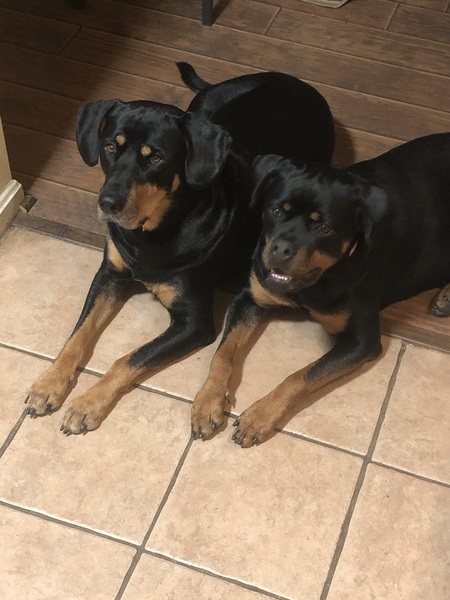 Entry image for Butch/Eve. Clicking this image will show a larger photo