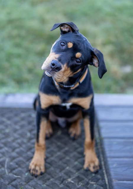 Entry image for Tucker. Clicking this image will show a larger photo