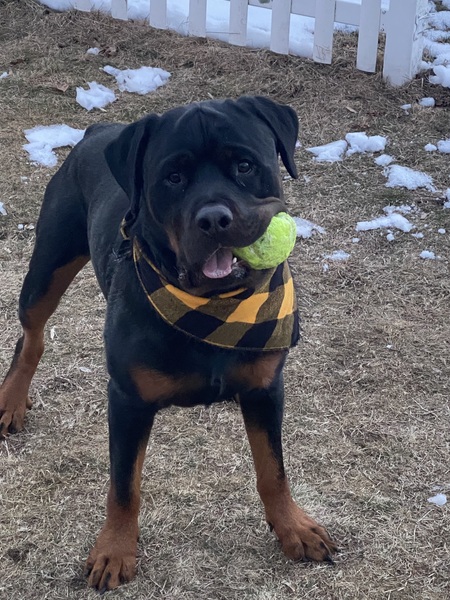 Entry image for Sully. Clicking this image will show a larger photo