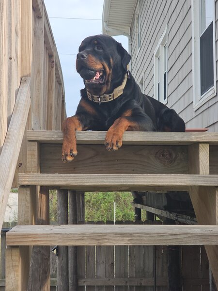 Entry image for Malachi . Clicking this image will show a larger photo