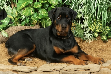 Entry image for Gar. Clicking this image will show a larger photo