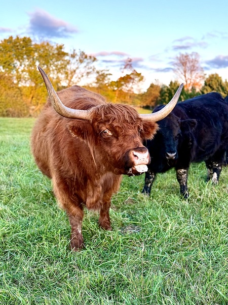 Entry image for Inner silly. Clicking this image will show a larger photo