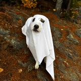 Entry image for Georgie 