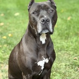 Entry image for Rusty