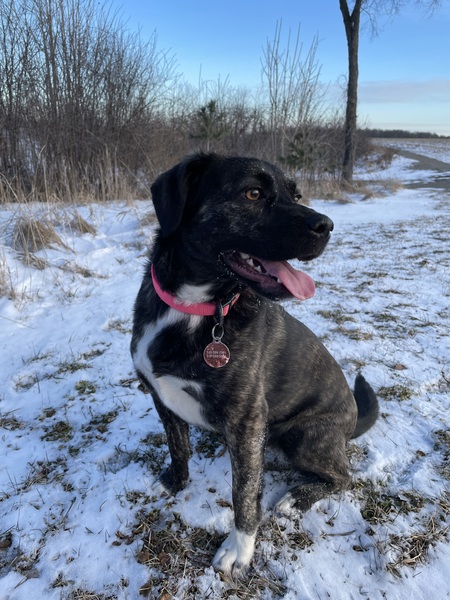 Entry image for Miss. Piggy 🐷. Clicking this image will show a larger photo