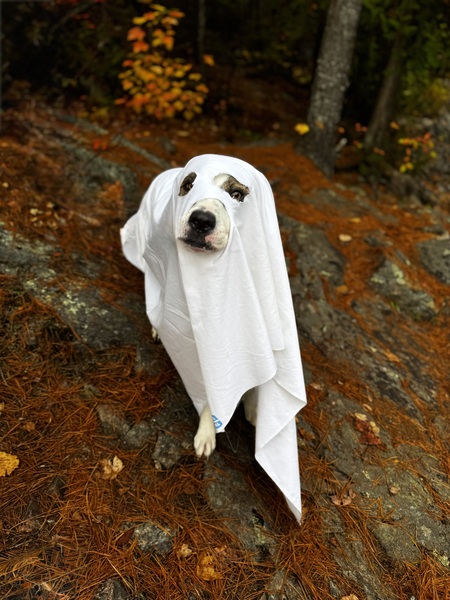 Entry image for Georgie . Clicking this image will show a larger photo